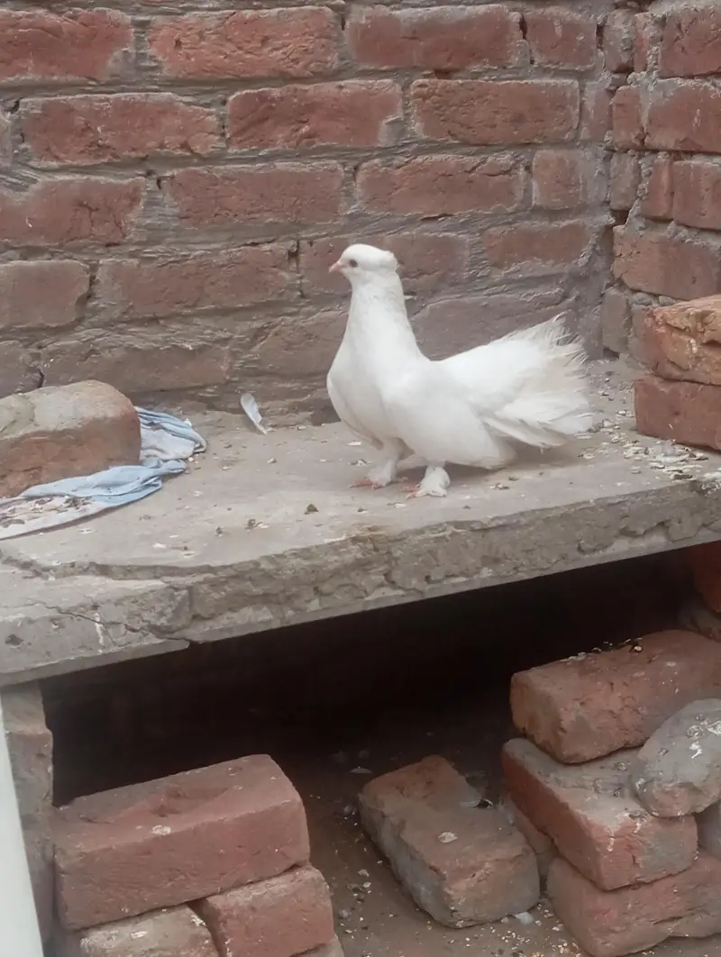Fancy white fantail pigeons — photo 4