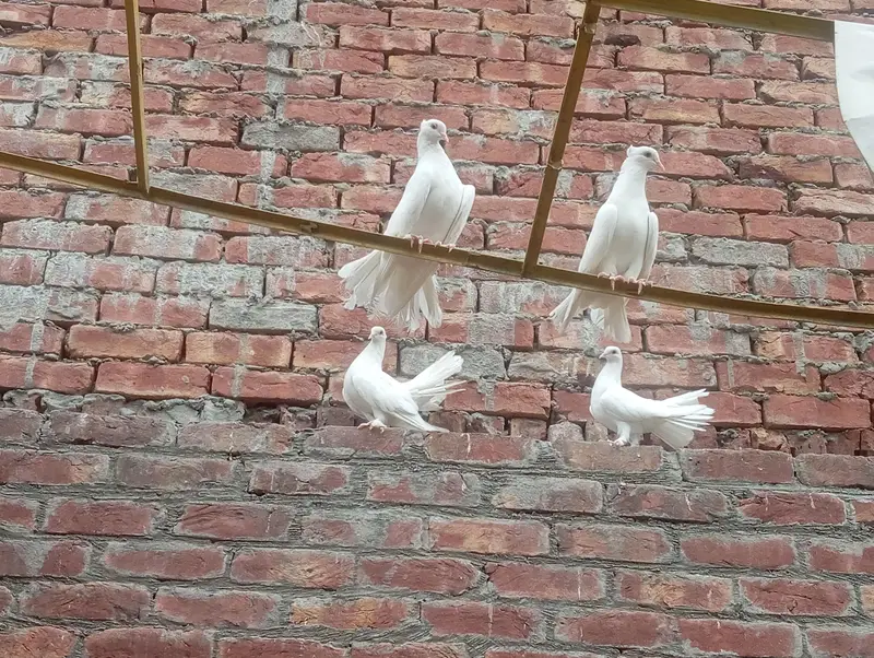 Fancy white fantail pigeons — photo 5