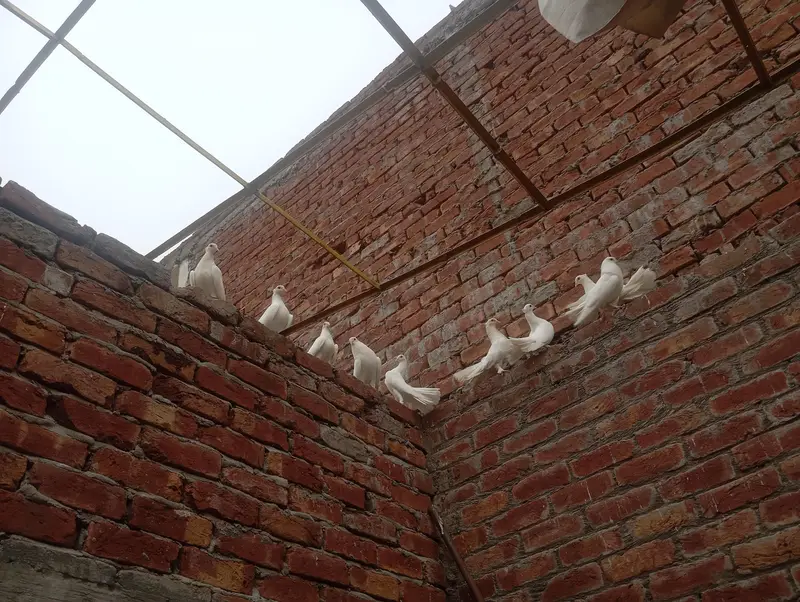 Fancy white fantail pigeons — photo 6