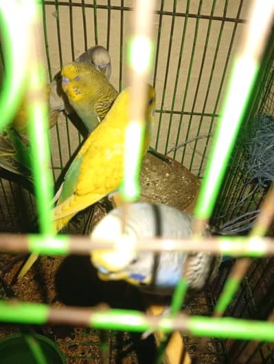 breeder pair