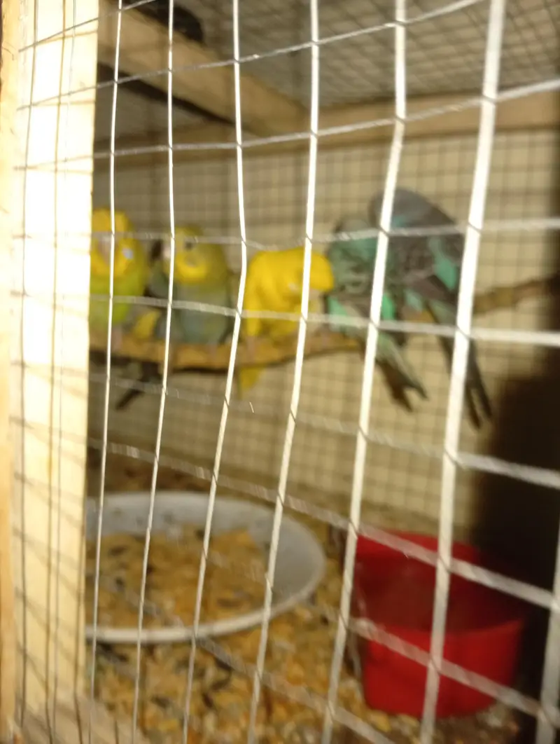 breeder pair — photo 2