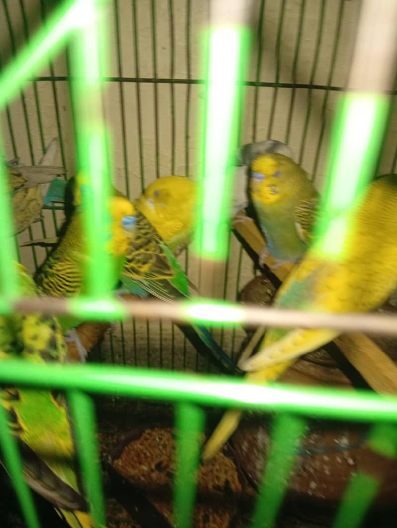 breeder pair 2