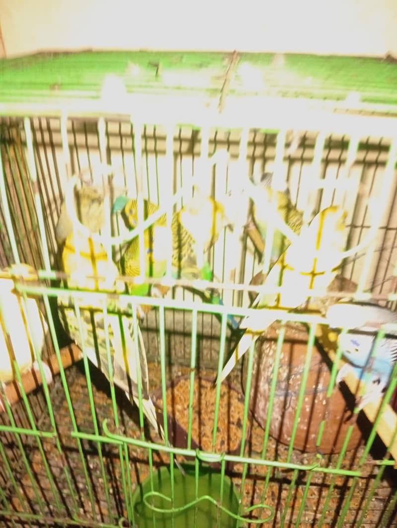 breeder pair 3