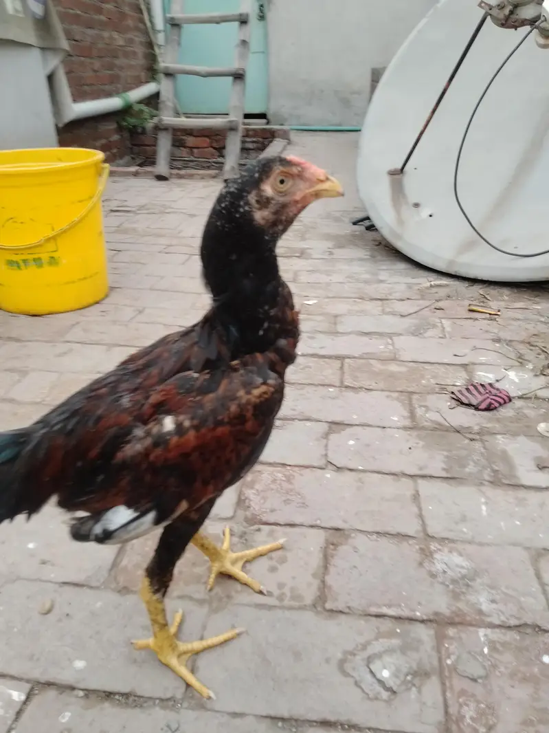 aseel murga — photo 2