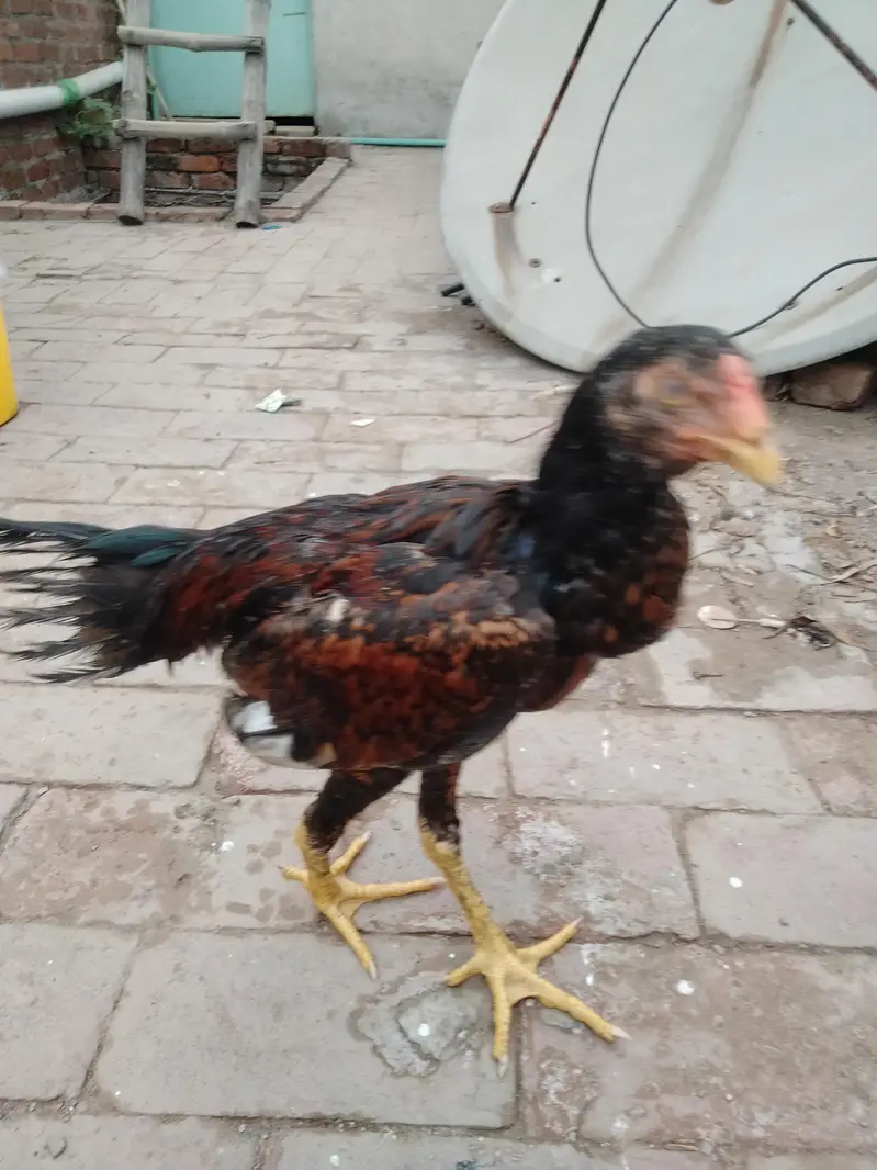 aseel murga — photo 3