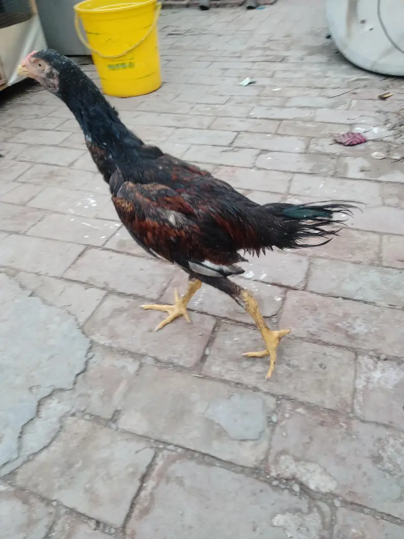 aseel murga — photo 4