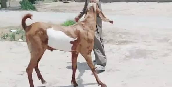desi Bakra for sale/03364988962