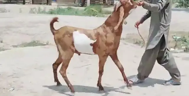 desi Bakra for sale/03364988962 — photo 2