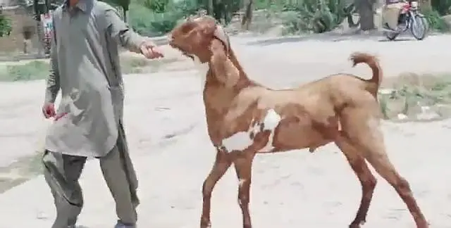 desi Bakra for sale/03364988962 — photo 3