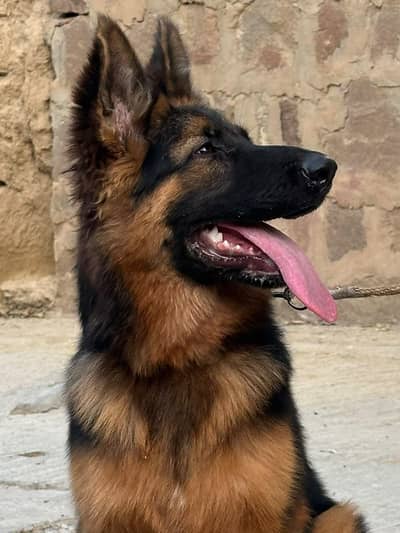 Gsd female long coat 6 month age