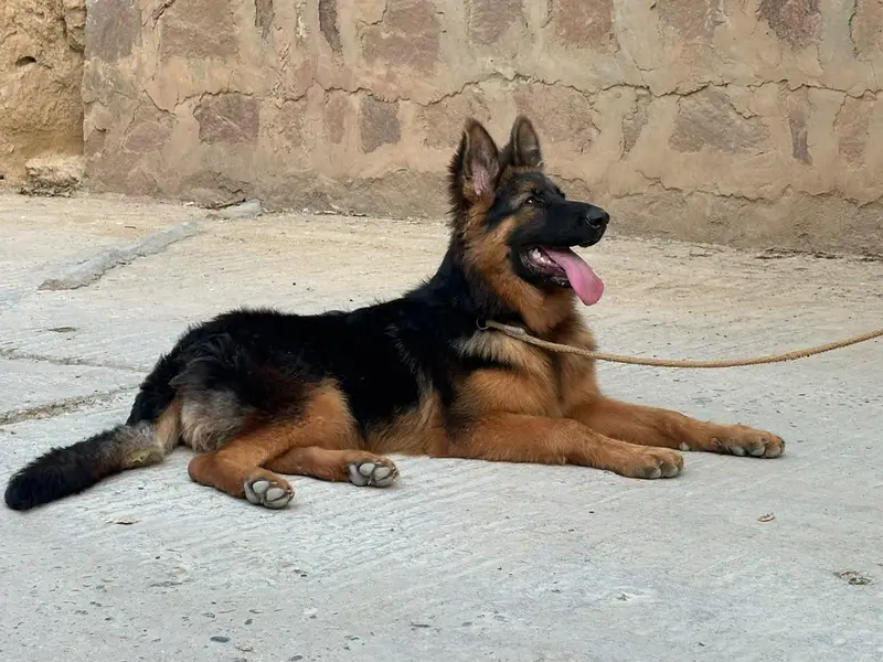 Gsd female long coat 6 month age — photo 2