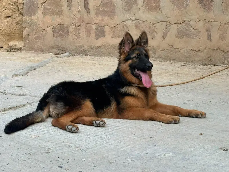 Gsd female long coat 6 month age — photo 3