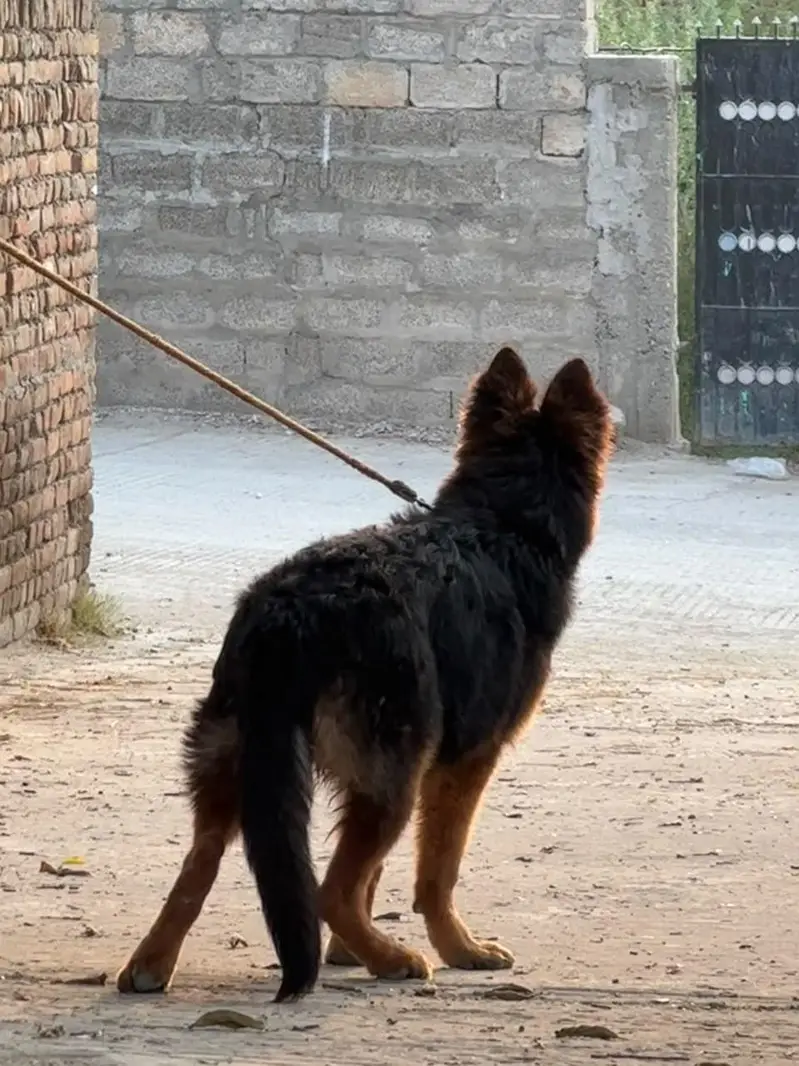 Gsd female long coat 6 month age — photo 4