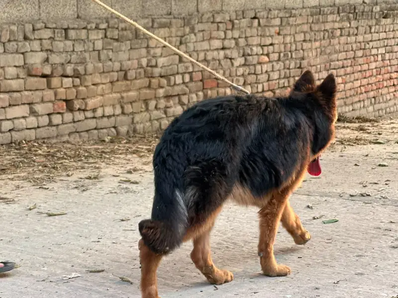 Gsd female long coat 6 month age — photo 5