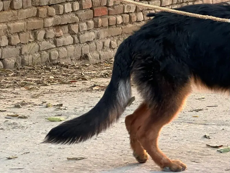 Gsd female long coat 6 month age — photo 6