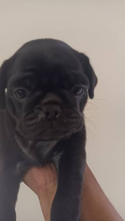 best quality pure breed pug puppy Negotiable price exchange