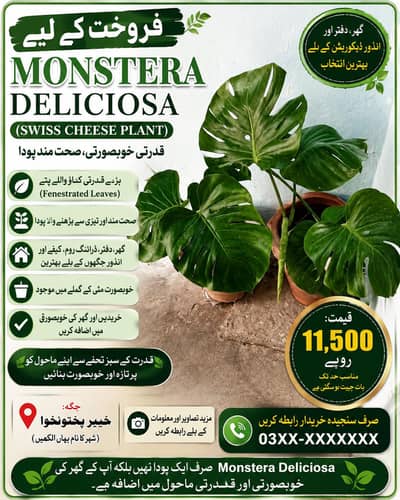 Butefull indor plant swis cheese