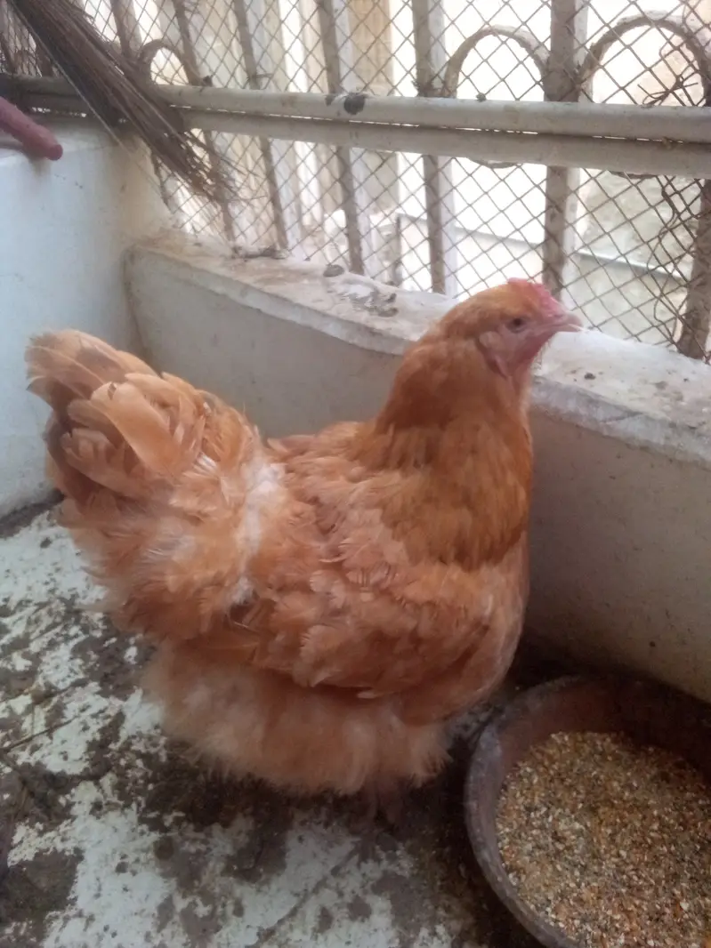 Heavy Black n Golden Buff — photo 4