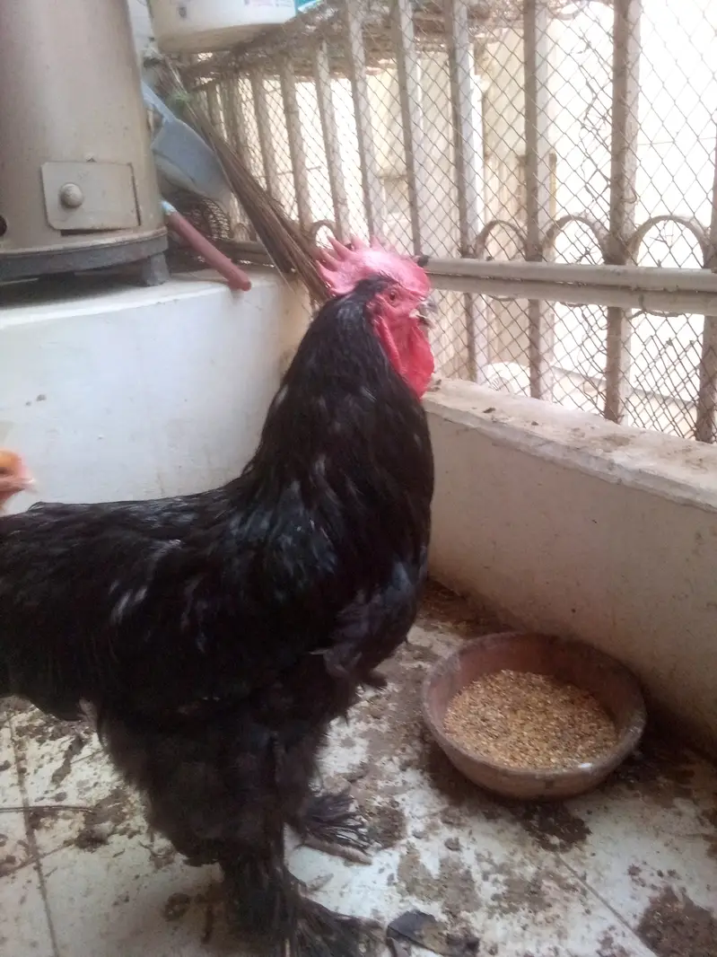 Heavy Black n Golden Buff — photo 5