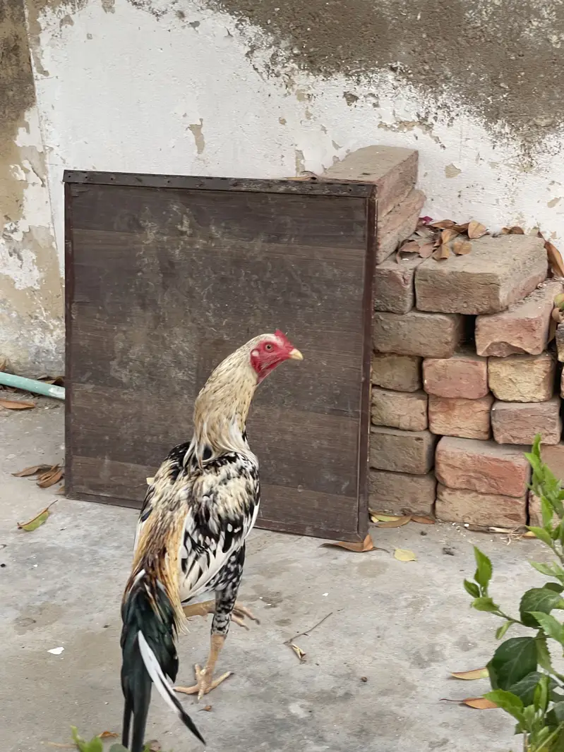 Aseel patha — photo 2