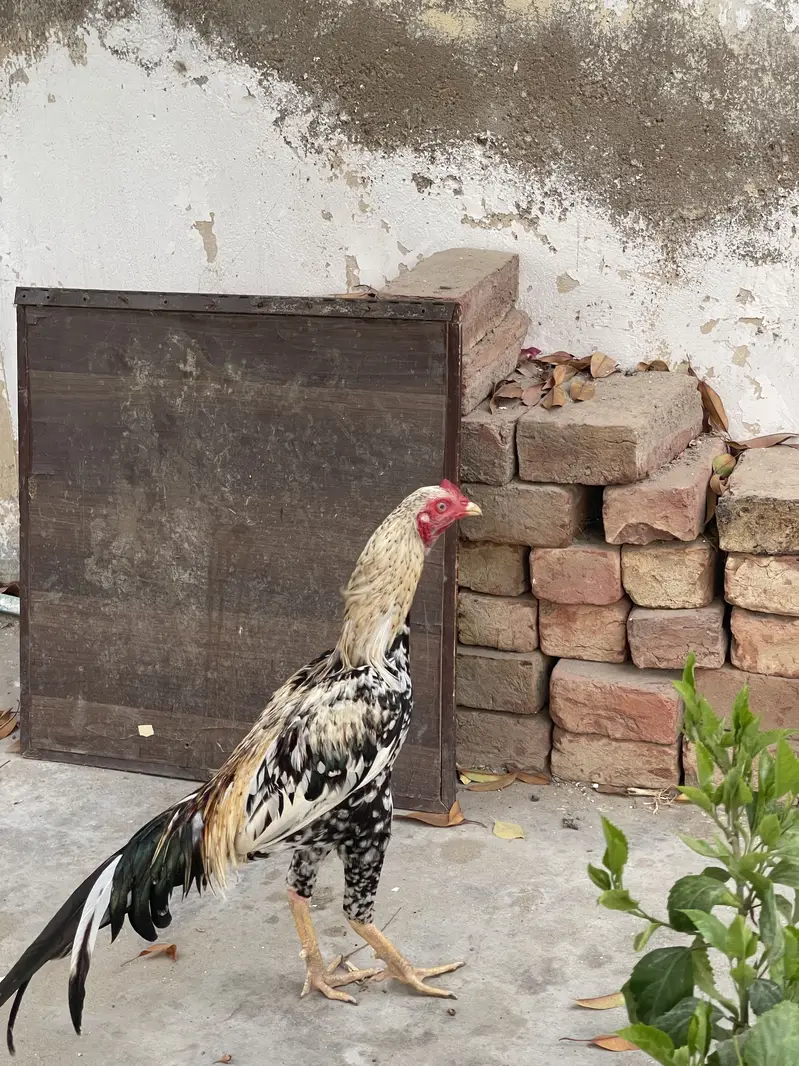 Aseel patha — photo 3