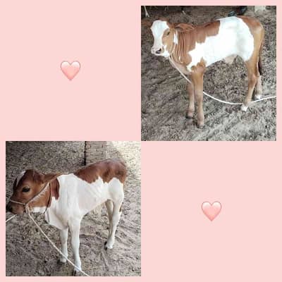 sanwal Goat Faram 