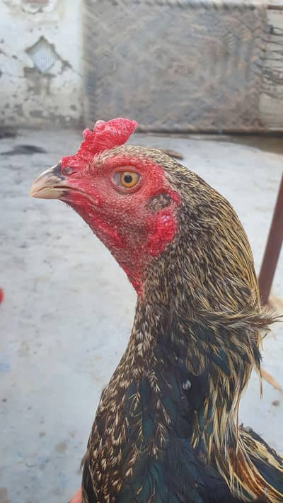 Aseel jawa patha