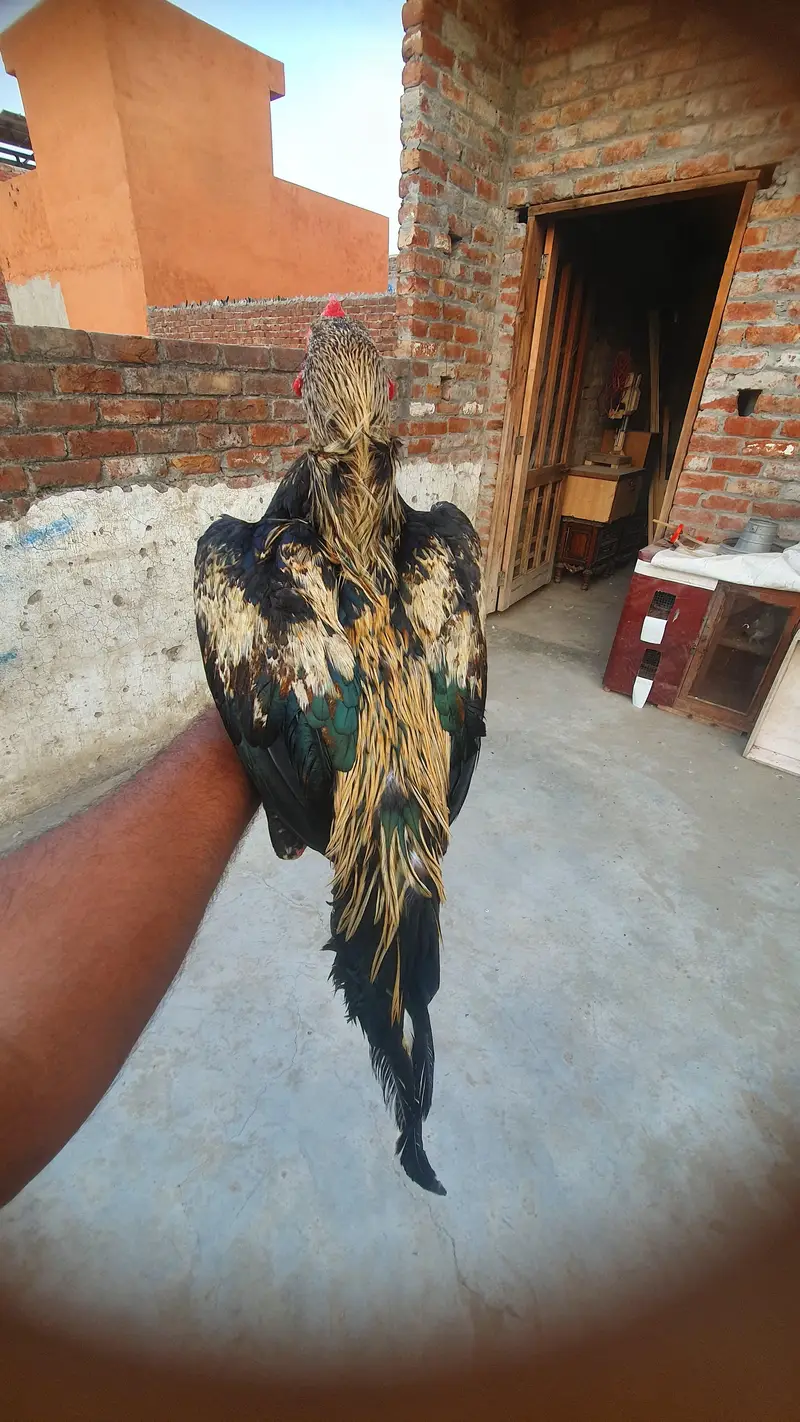 Aseel jawa patha — photo 3