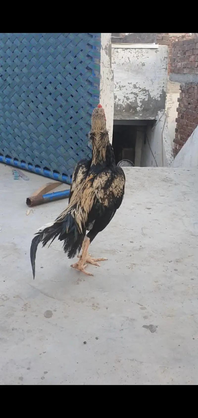 Aseel jawa patha — photo 4