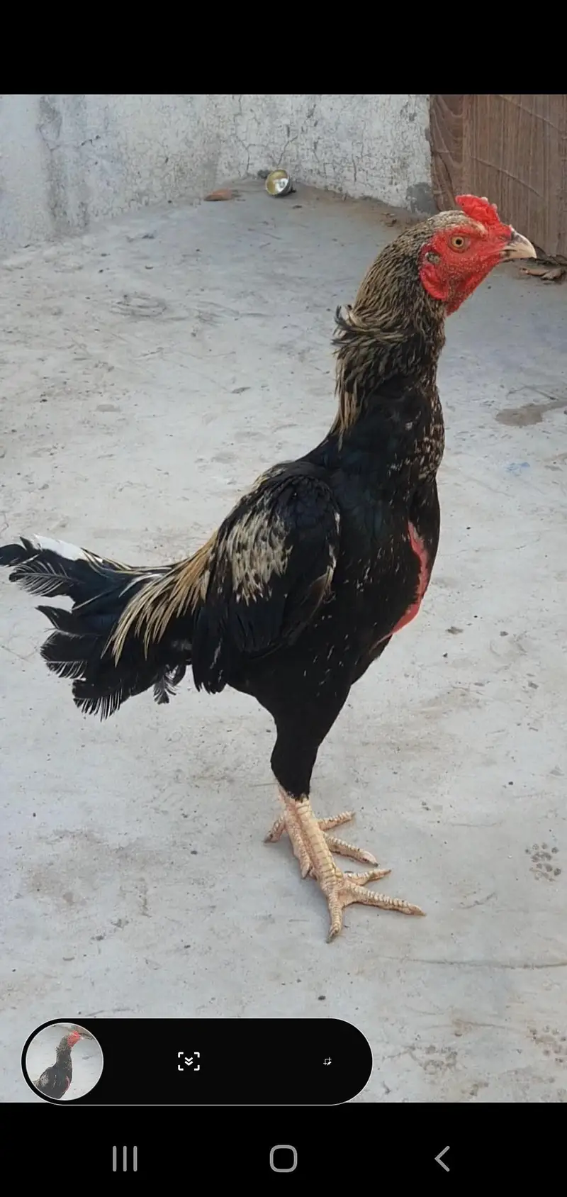Aseel jawa patha — photo 6
