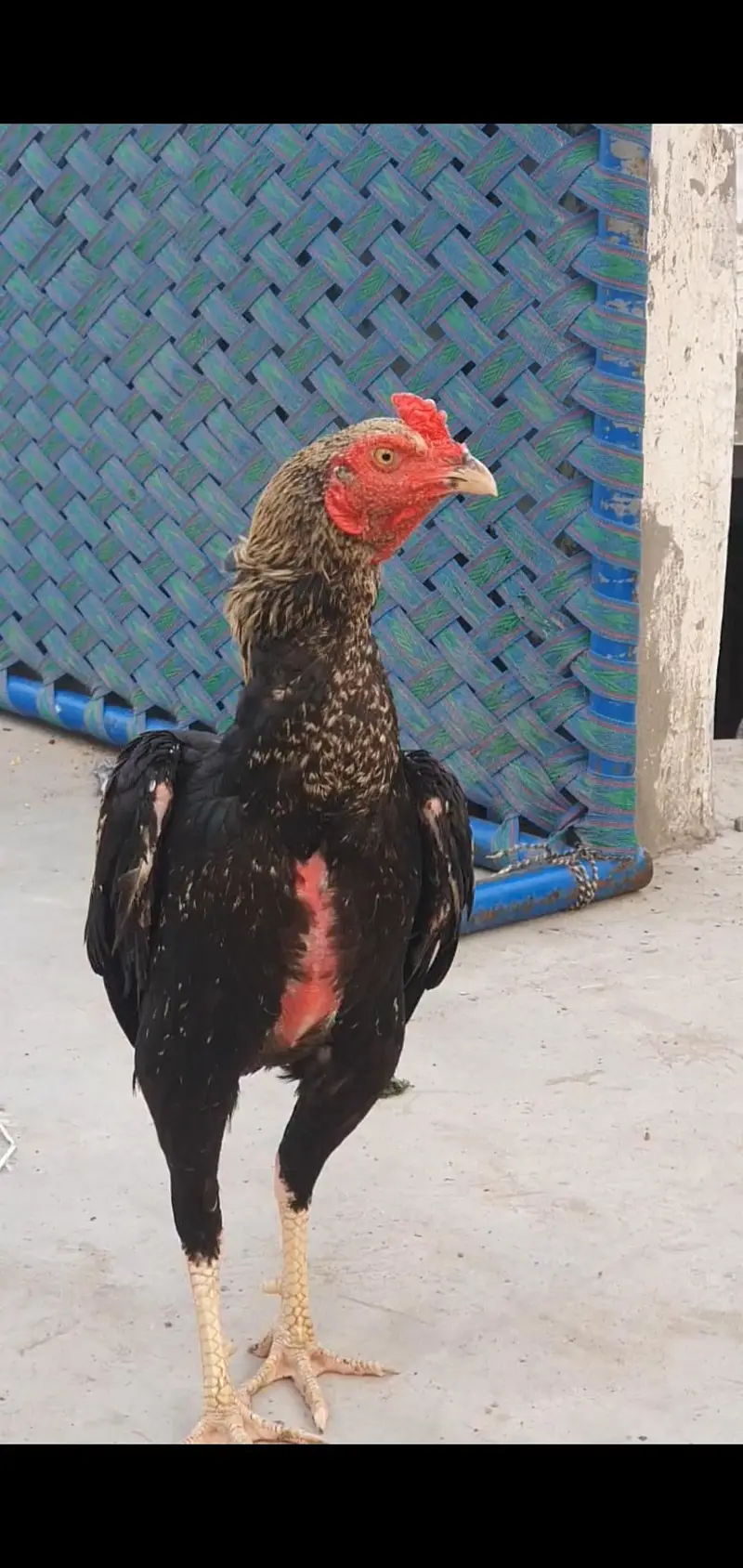Aseel jawa patha — photo 7