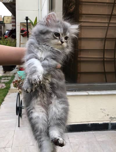 triple coat perisan punch face kitten