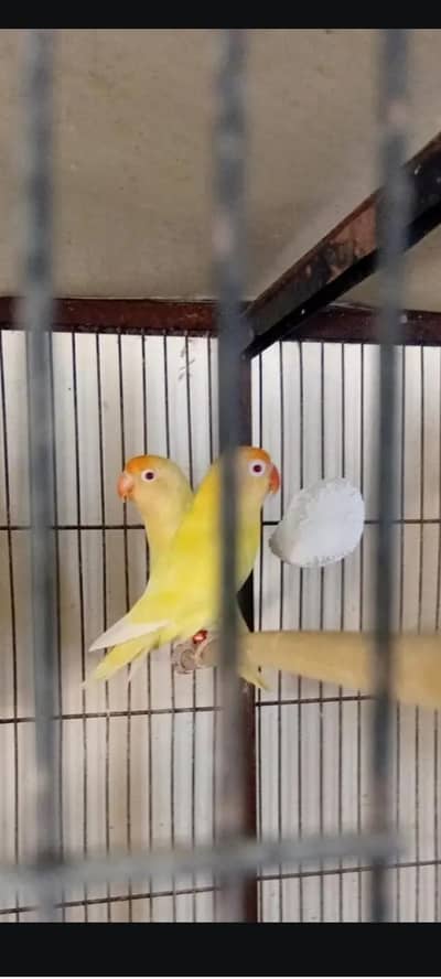 Some birds and cages