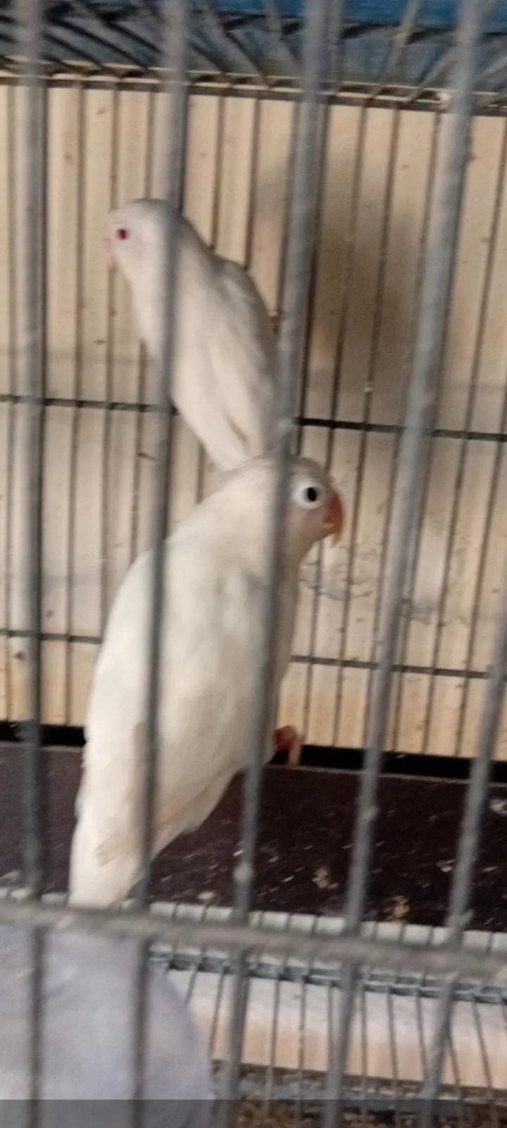 Some birds and cages — photo 2
