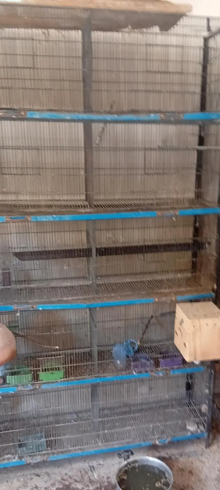 Some birds and cages — photo 4
