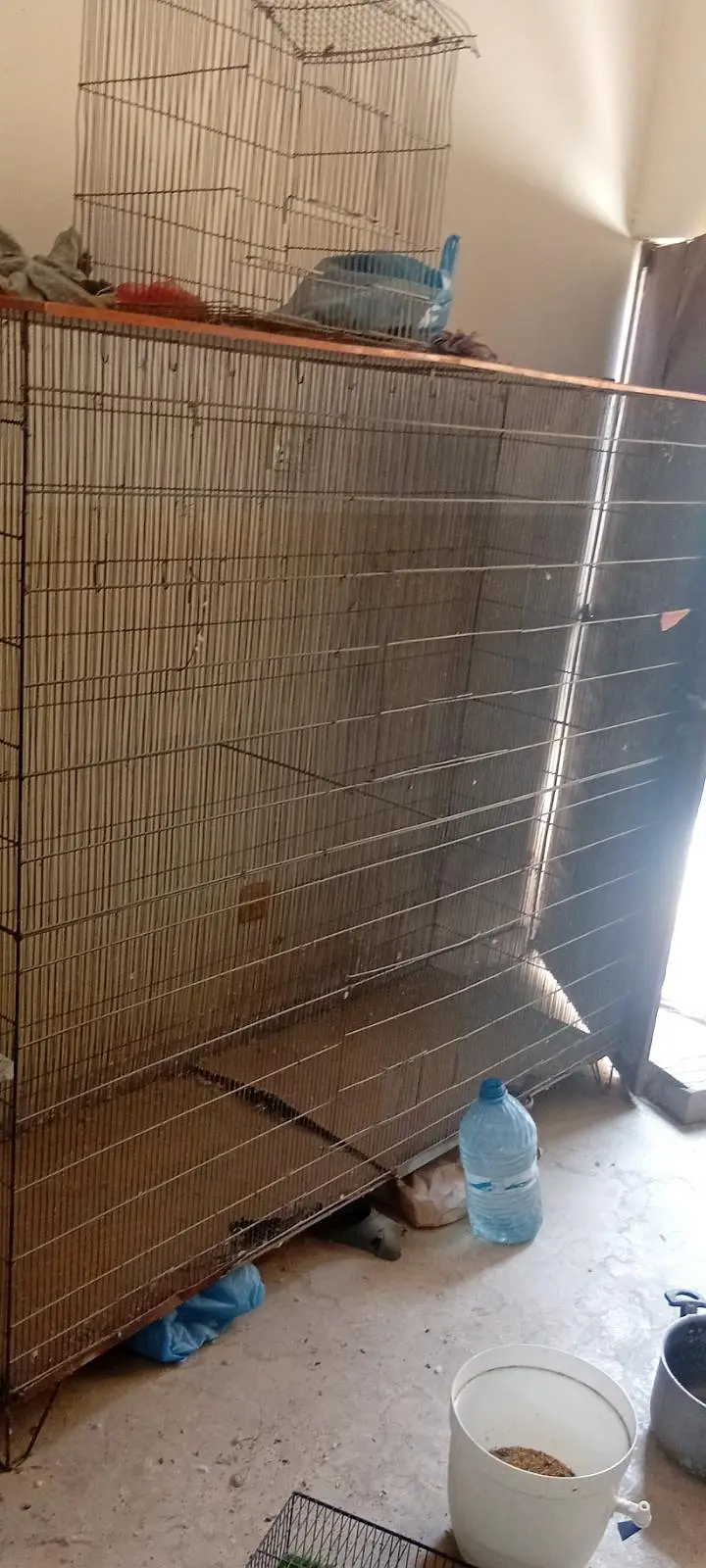 Some birds and cages — photo 5
