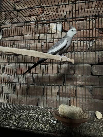 Cocktail breeder pair