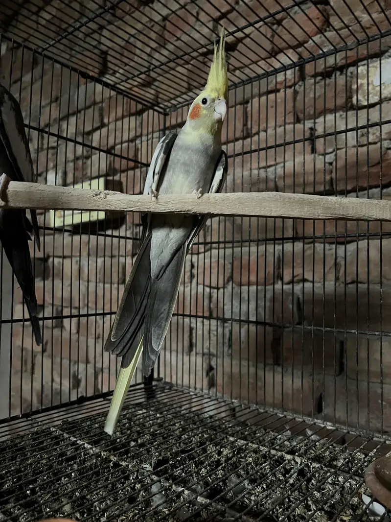 Cocktail breeder pair — photo 2