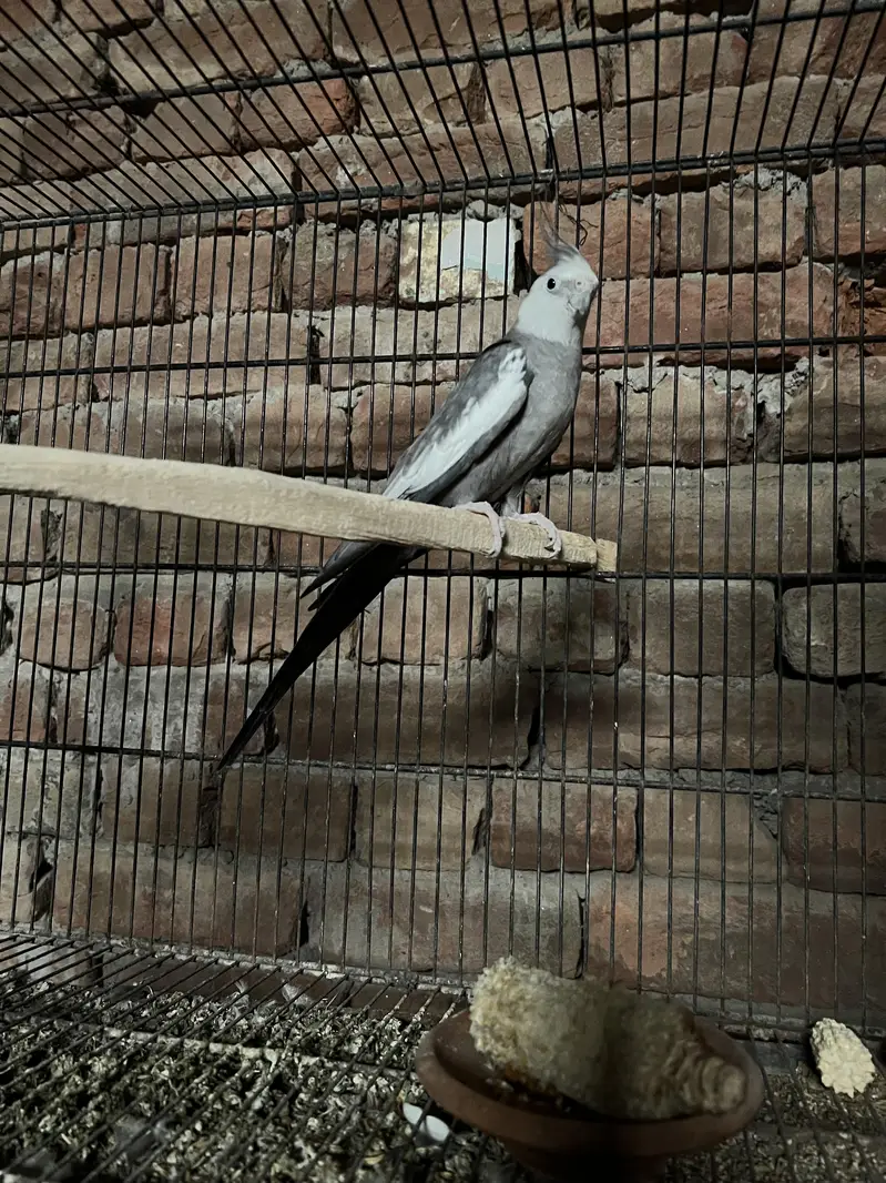 Cocktail breeder pair — photo 3