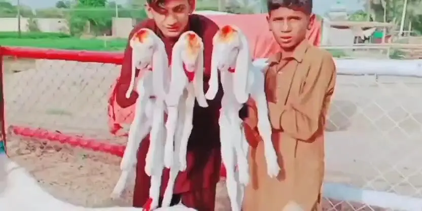 gulabi Bakri for Sale Mashallah Call 03405796364 — photo 2