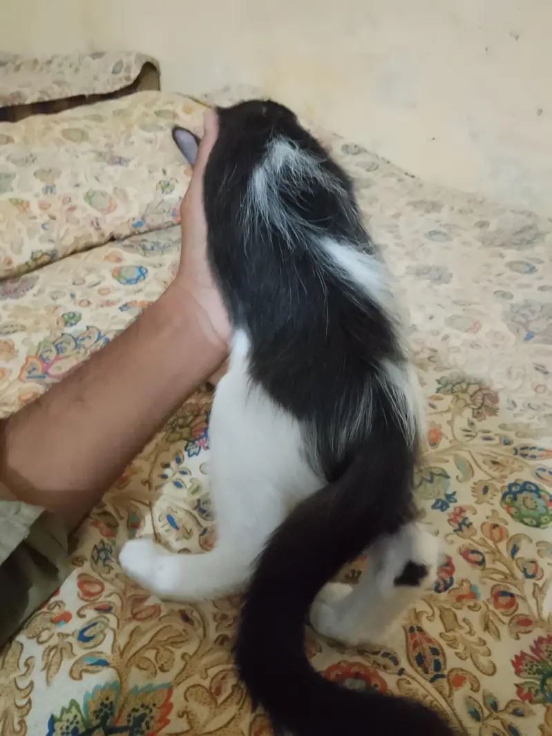 Healthy male cat long hair_black and white — photo 2