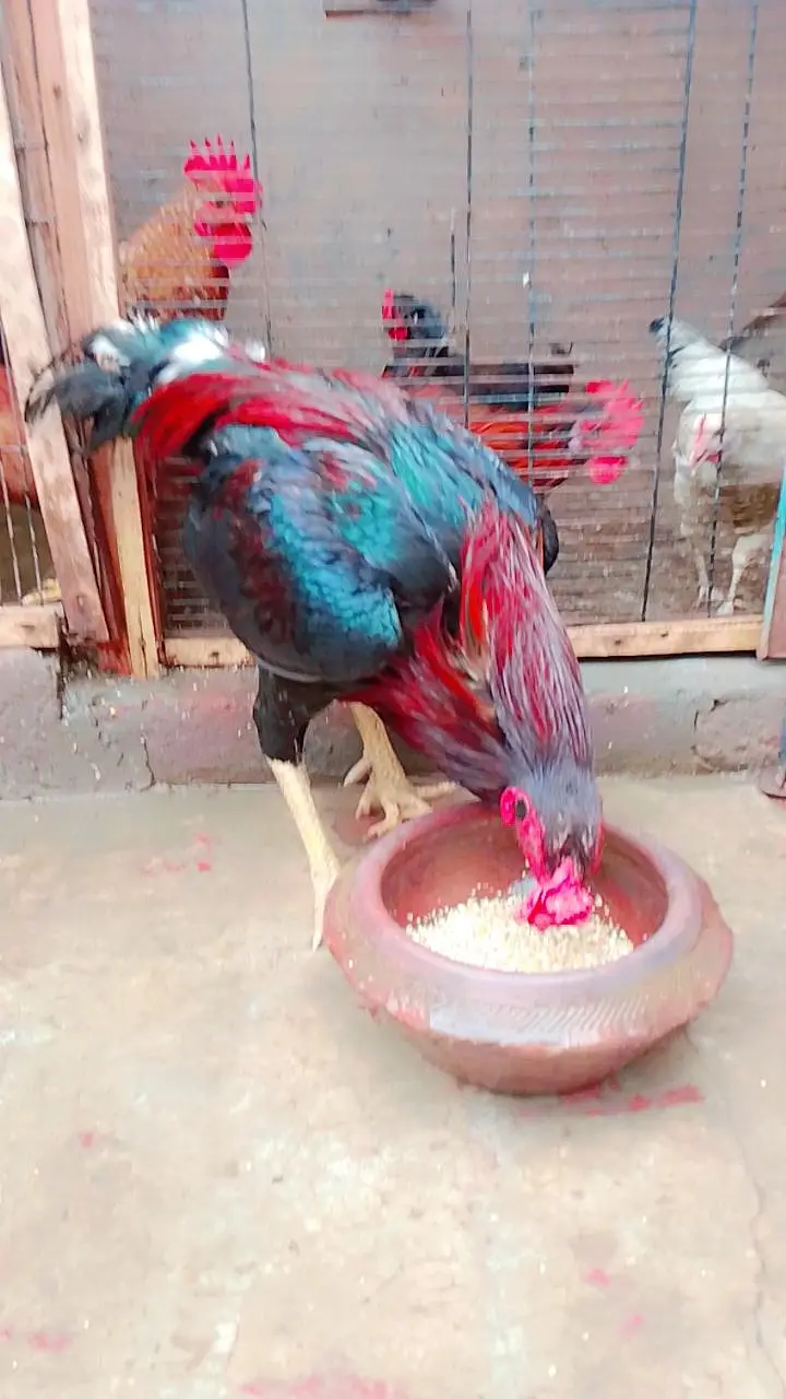 gar ka Pala howa murga — photo 3