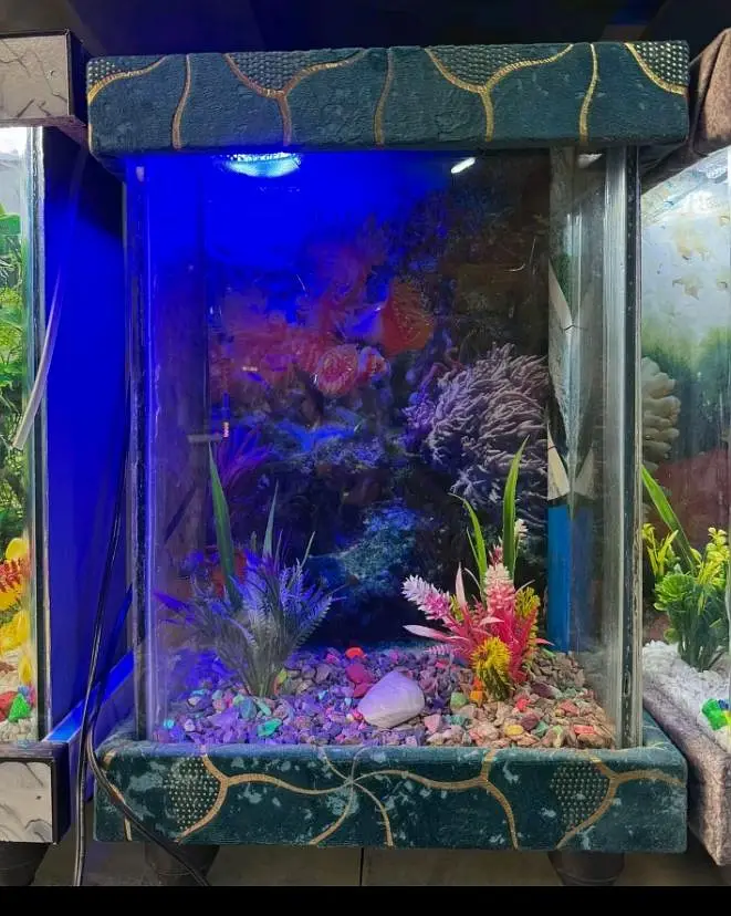 fish and fish aquarium munseeb price 0326 8301979 — photo 4