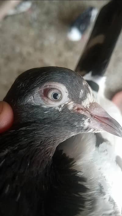 Ferozpurii Madii for sale breeder madii High Flyer