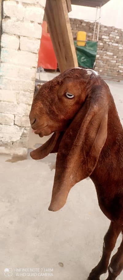pure nagra betal male female