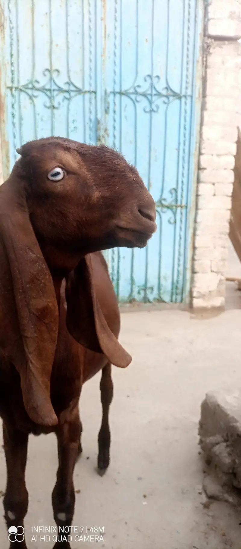 pure nagra betal male female — photo 2