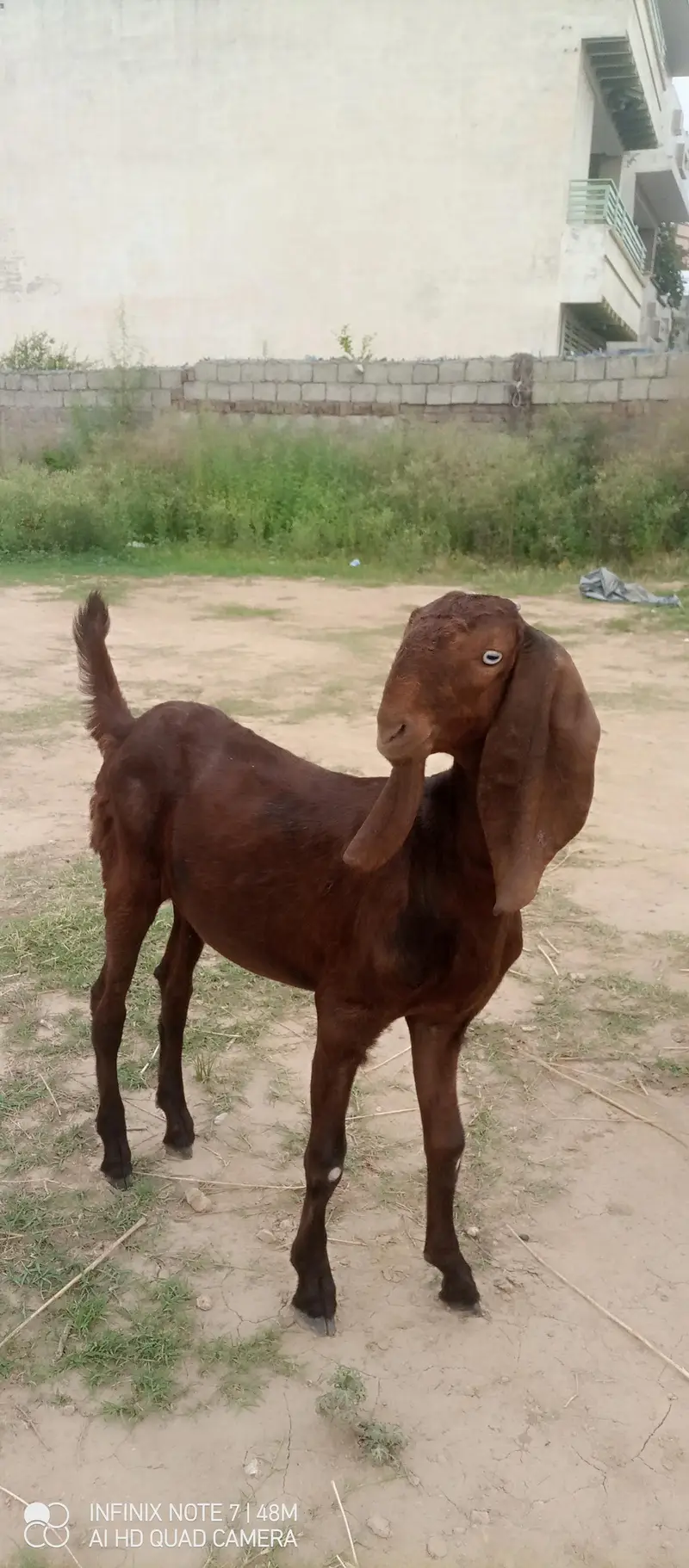 pure nagra betal male female — photo 10