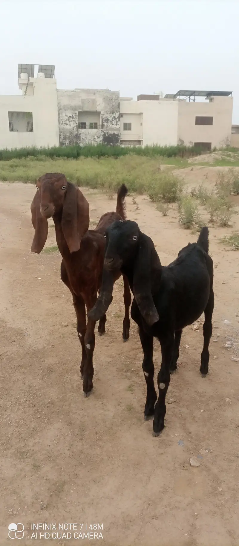 pure nagra betal male female — photo 11