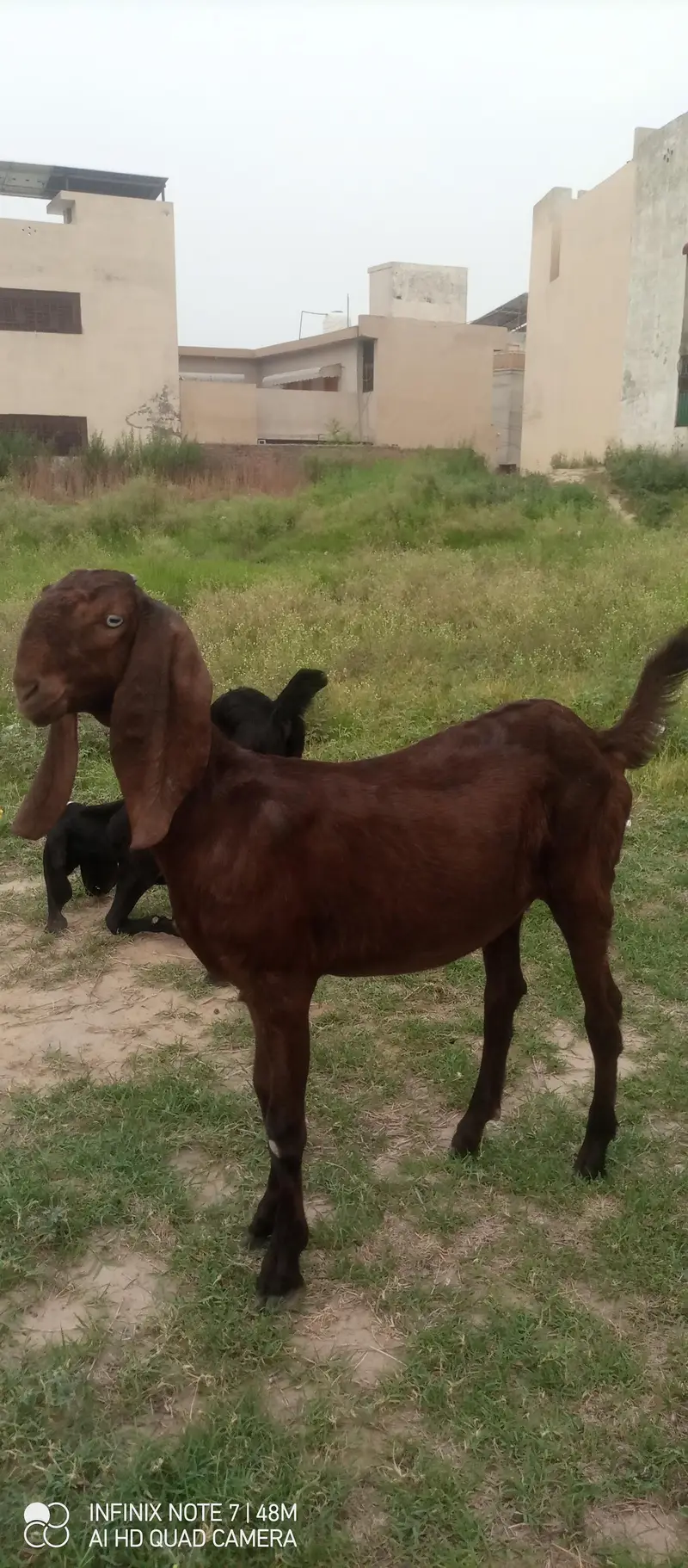 pure nagra betal male female — photo 12