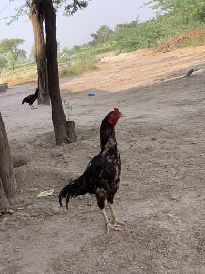 Price (8k) /اصیل مُرغا